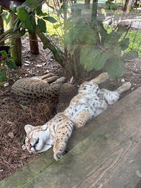 Kilimanjaro Safaris no Animal Kingdom: Guia Completo